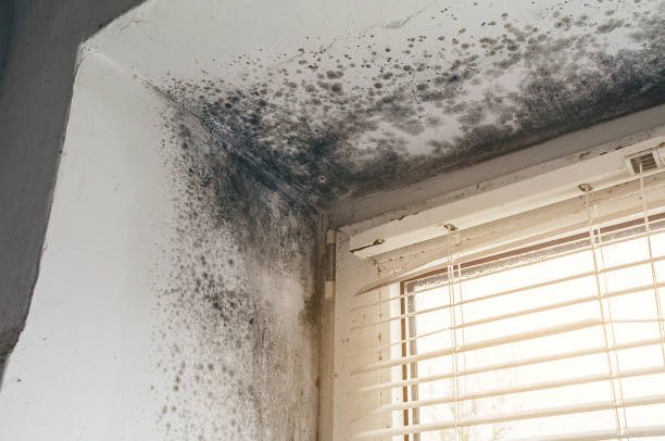 Affordable Black Mold Remediation solutions in Lincoln Park, NJ